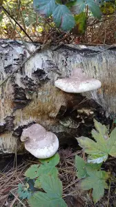 Pat 10 Paddestoelen